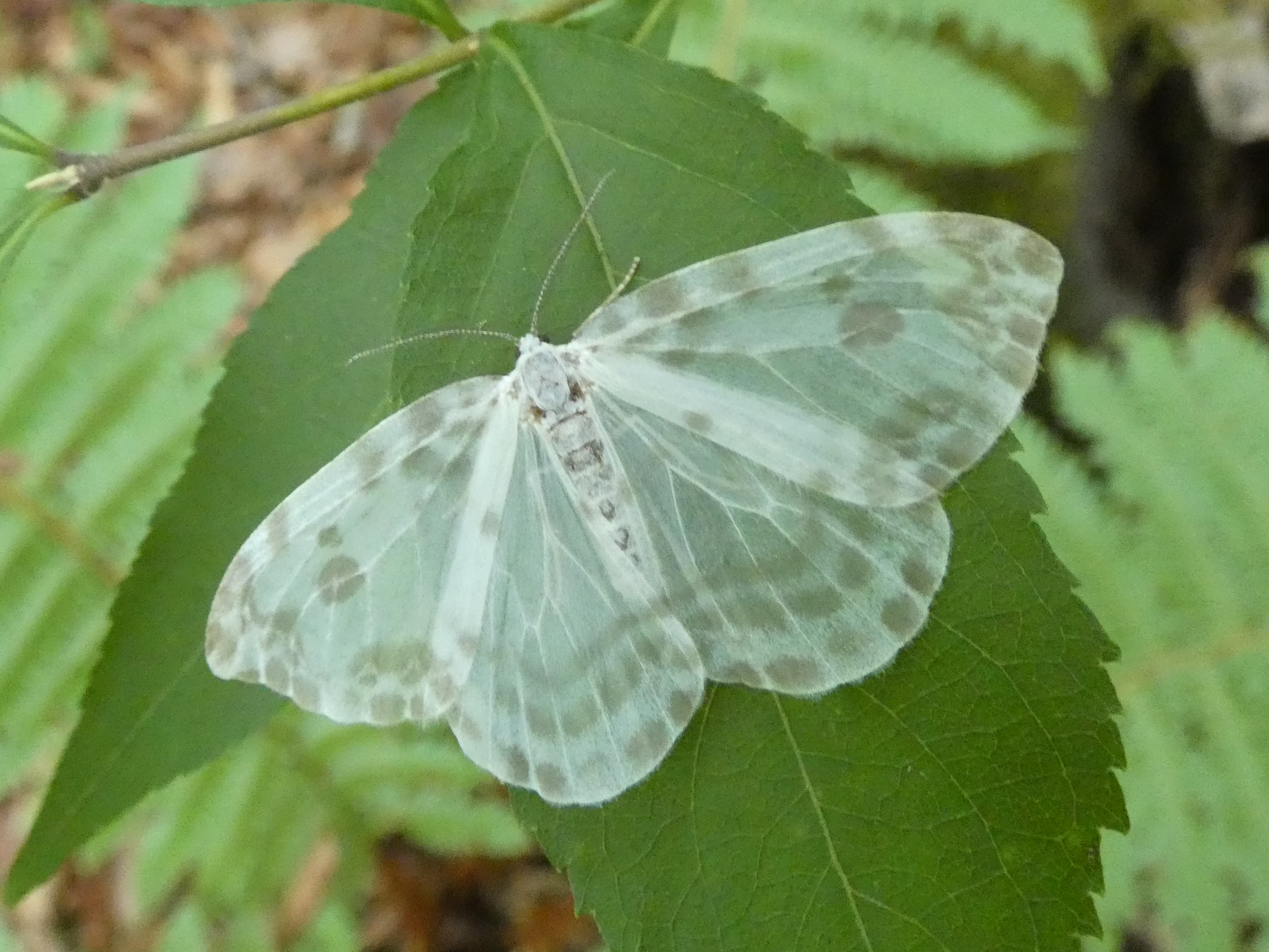 photo_1